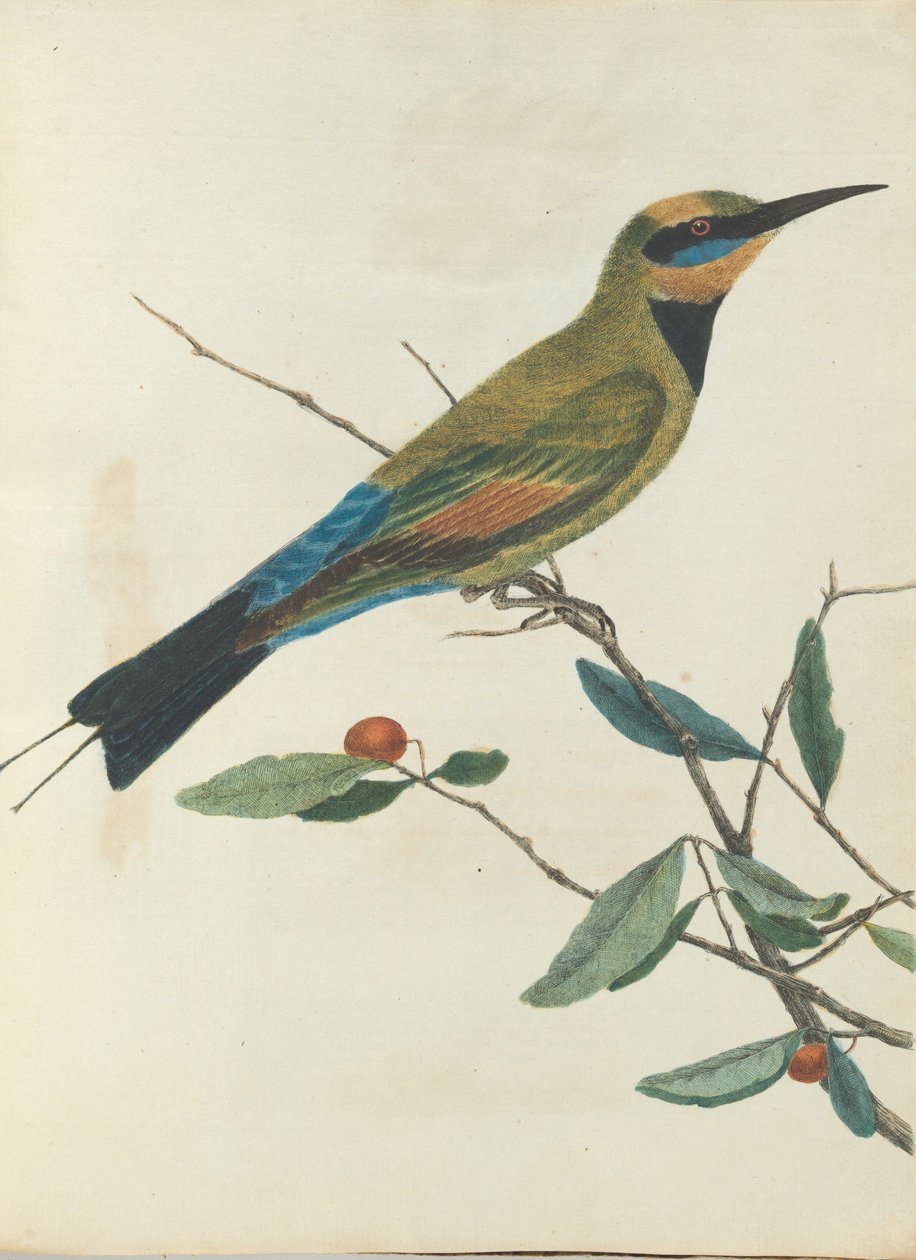 Mountain bee eater. Lewis, John. Fugler i New South Wales med sin naturlige historie. Sydney- G. Howe ... av John William Lewin
