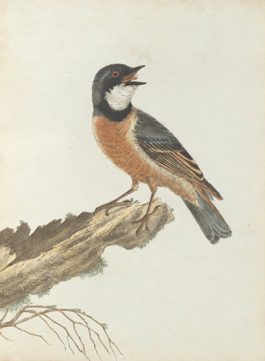 Orange brystrost. Lewis, John. Fugler i New South Wales med sin naturlige historie. Sydney- G. Ho ... av John William Lewin