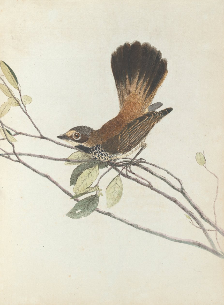 Orange rumpt fluesnapper. Lewis, John. Fugler i New South Wales med sin naturlige historie. Sydney- G .... av John William Lewin