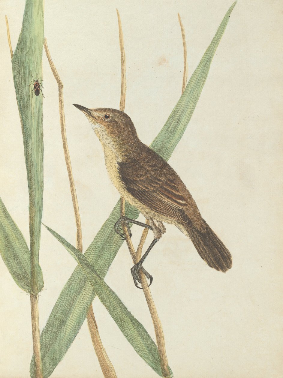 Reed warbler. Lewis, John. Fugler i New South Wales med sin naturlige historie. Sydney- G. Howe, 1813 av John William Lewin