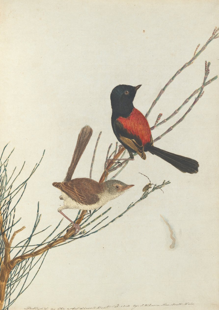 Scarlet og black warbler. Lewis, John. Fugler i New South Wales med sin naturlige historie. Sydney- G .... av John William Lewin