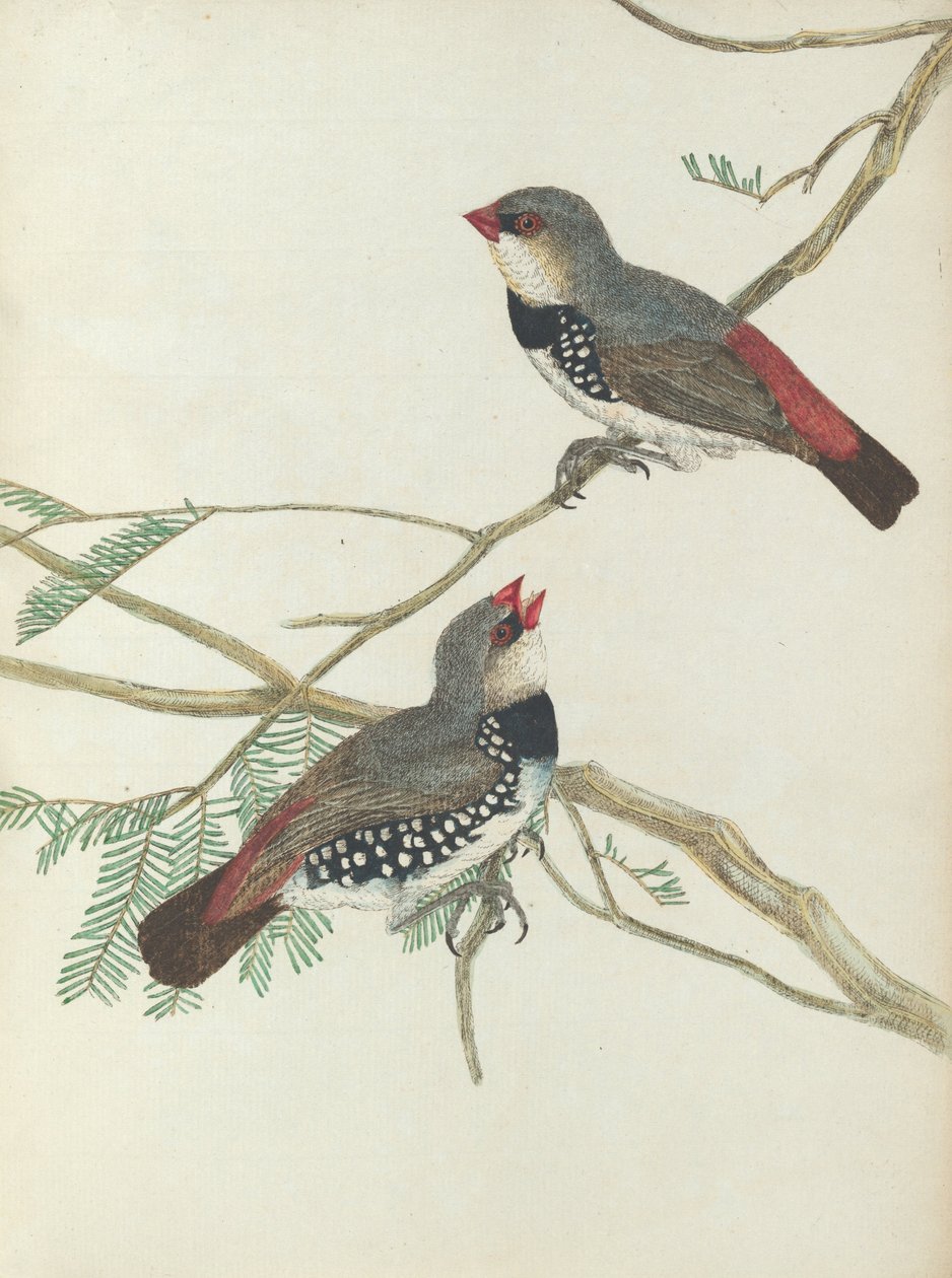 Spotted grossbeak. Lewis, John. Fugler i New South Wales med sin naturlige historie. Sydney- G. Howe, ... av John William Lewin