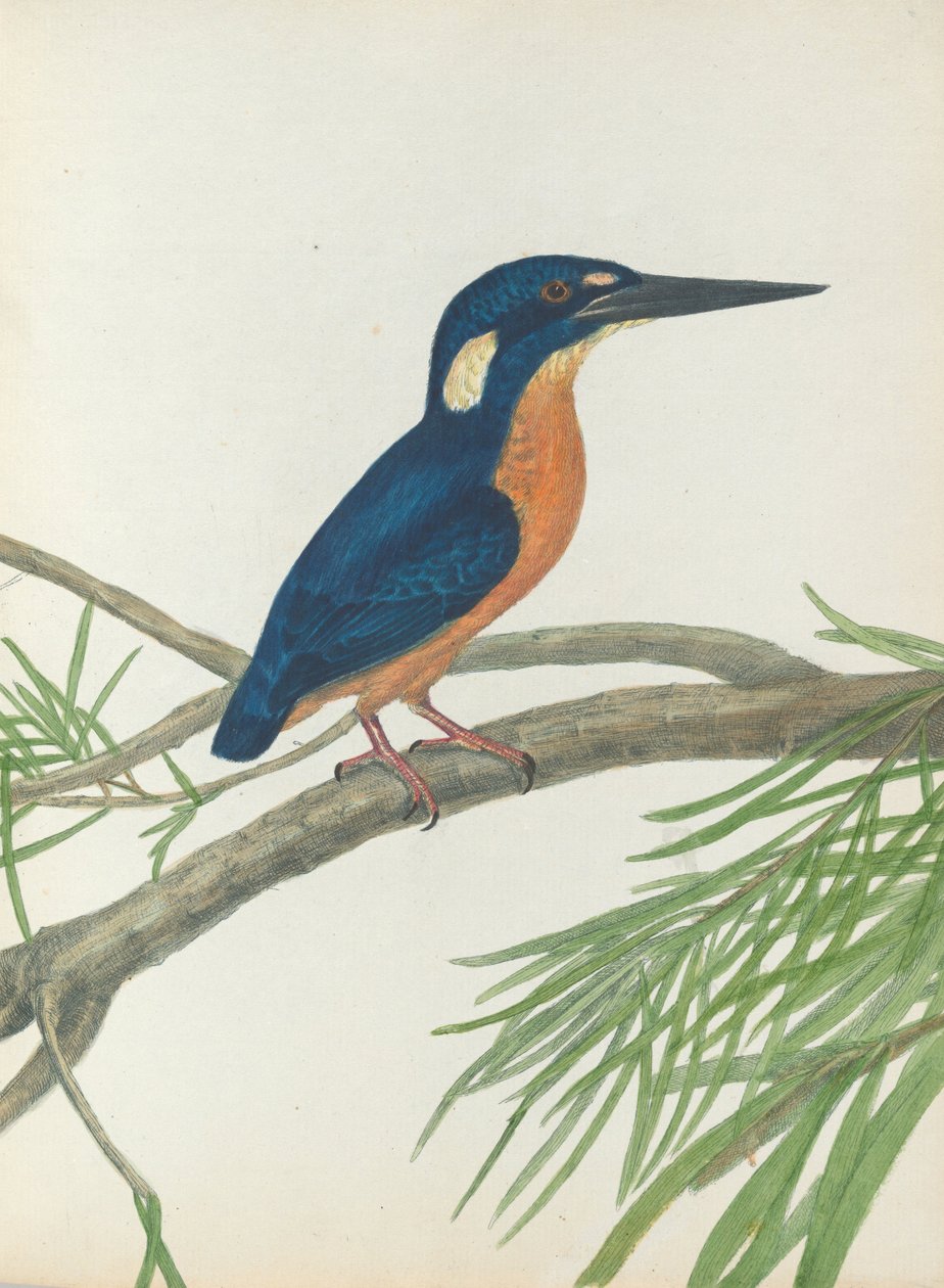 Three-toe kingfisher. Lewis, John. Fugler i New South Wales med sin naturlige historie. Sydney- G. Ho ... av John William Lewin