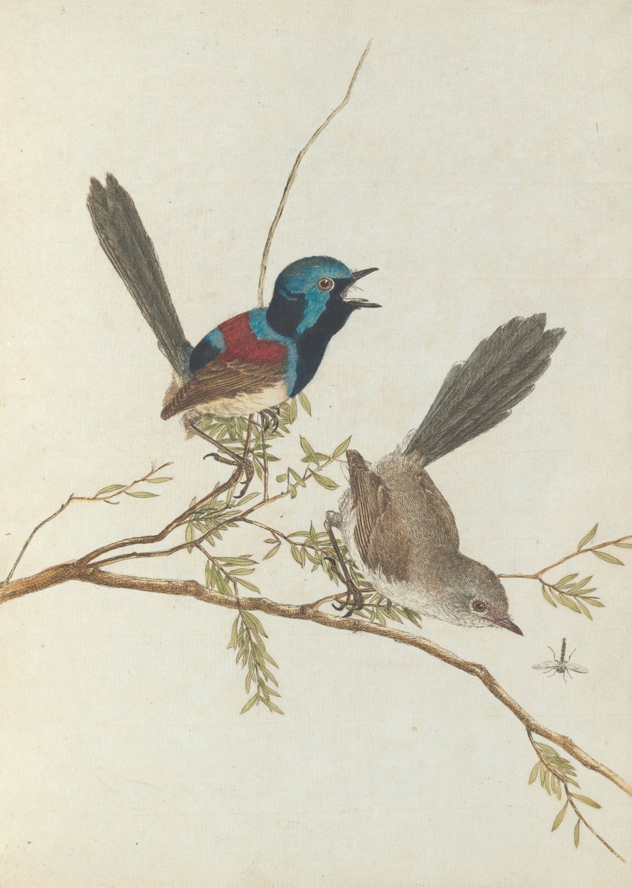 Variegated warbler. Lewis, John. Fugler i New South Wales med sin naturlige historie. Sydney- G. Howe ... av John William Lewin