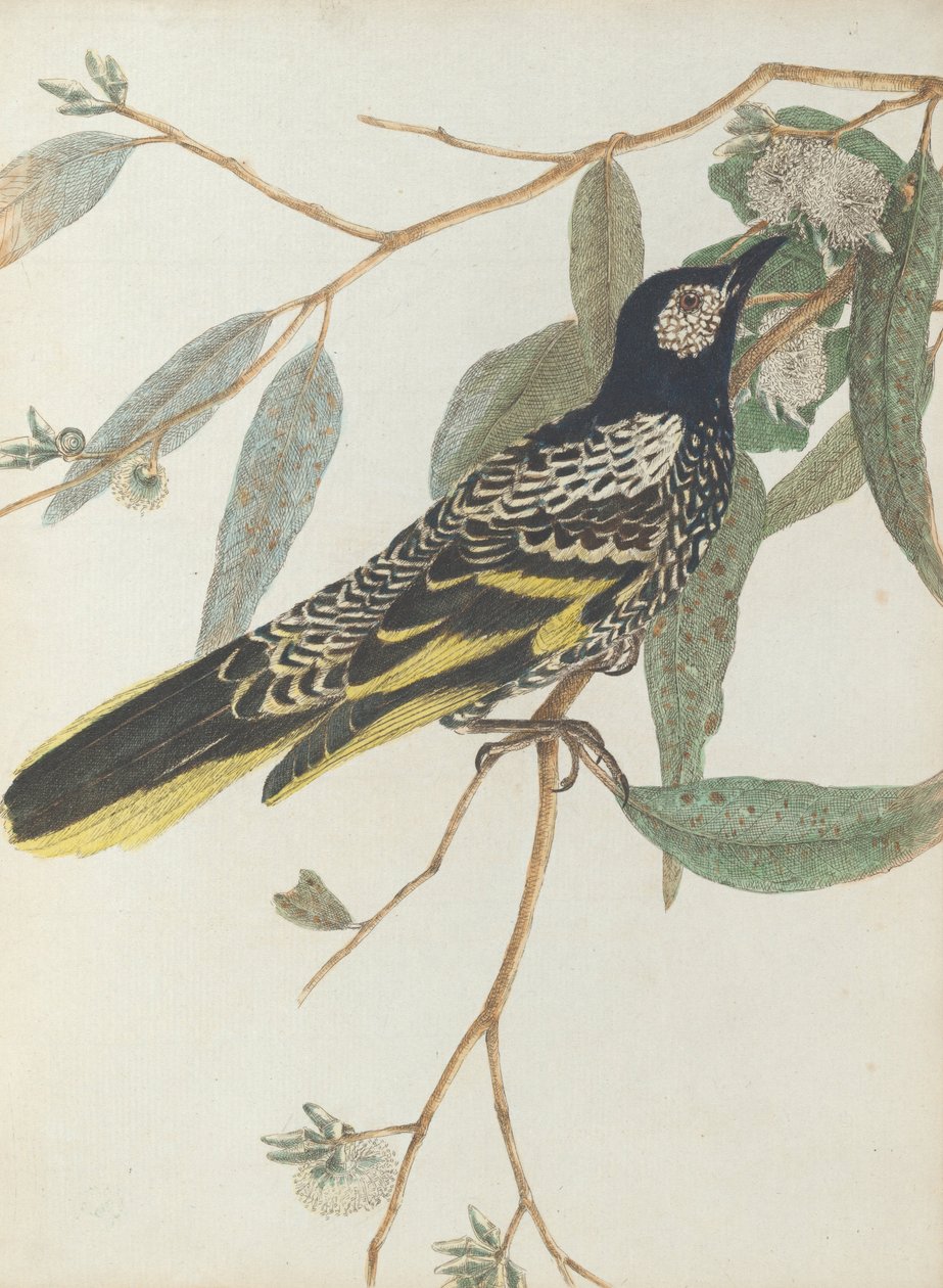 Warty face honeysucker. Lewis, John. Fugler i New South Wales med sin naturlige historie. Sydney- G. ... av John William Lewin