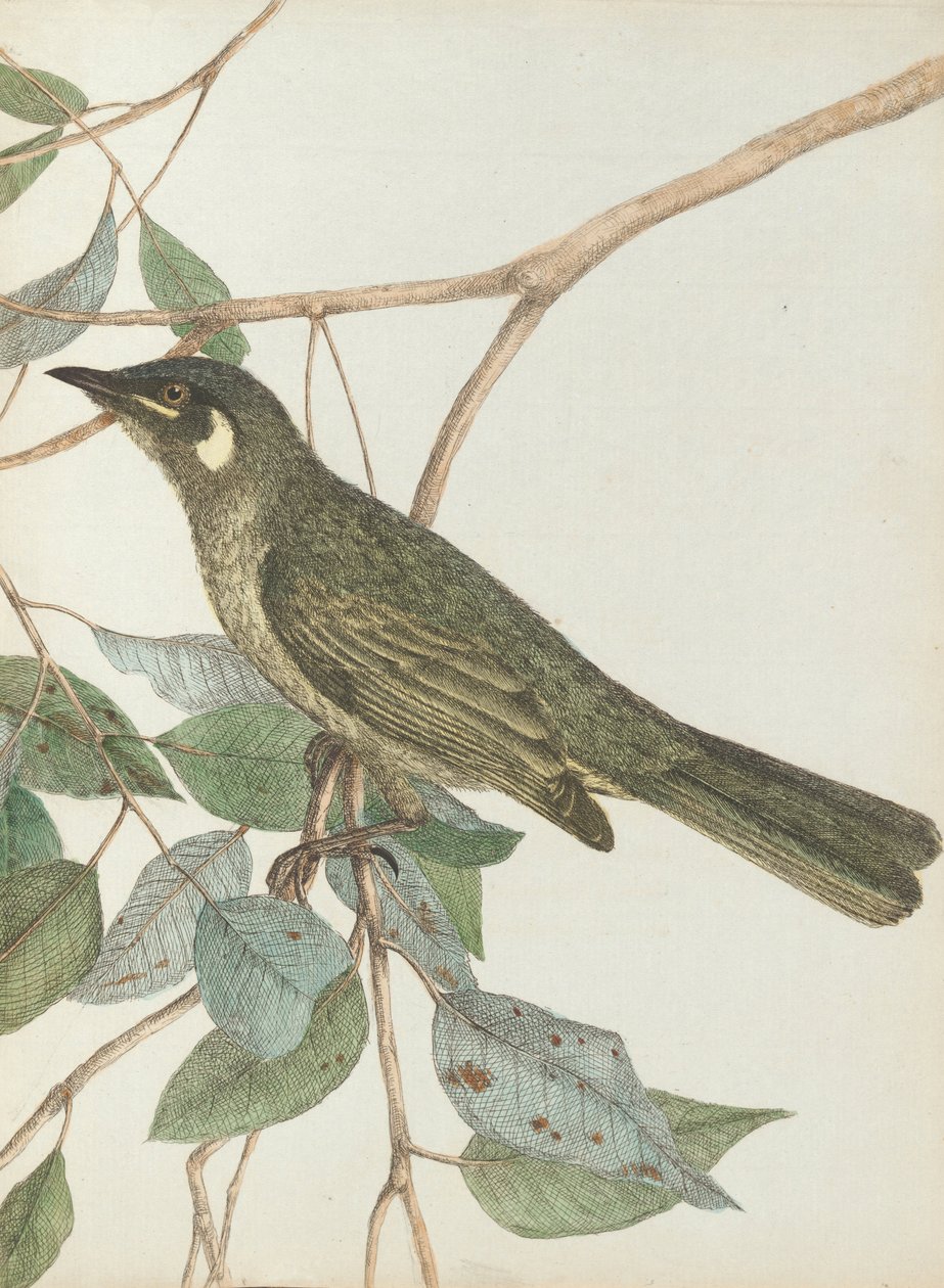 Gul ørehoneysucker. Lewis, John. Fugler i New South Wales med sin naturlige historie. Sydney- G. ... av John William Lewin