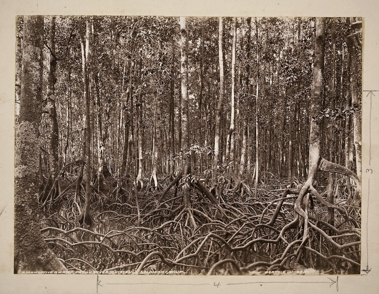 En mangrovesump, Pachu River, Choiseul, Solomon Group (gelatinsølvtrykk) av John Beattie