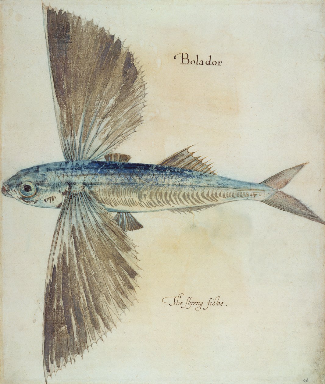 Flyvende fisk av John White