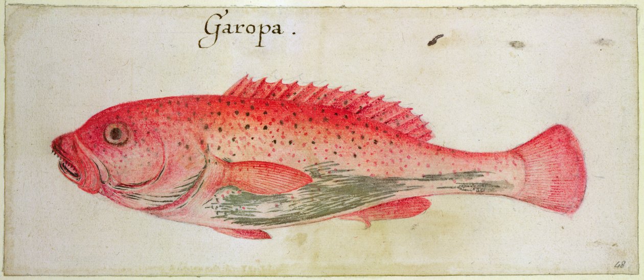 Garopa av John White