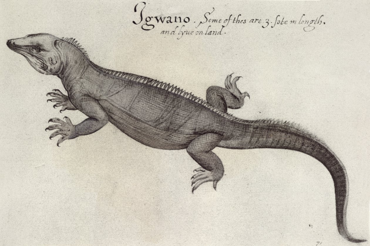 Iguana av John White
