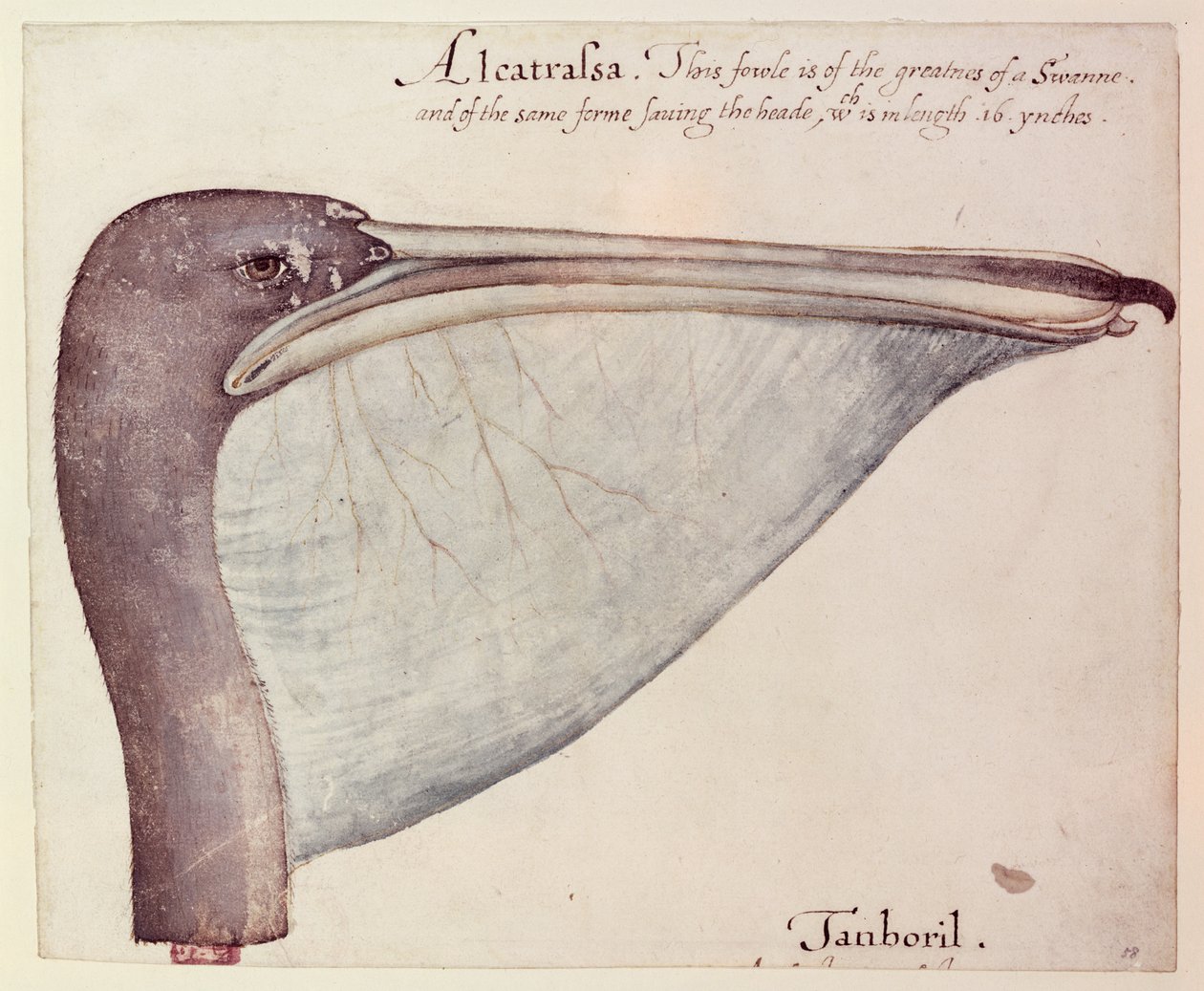 Pelican, ca. 1590 av John White