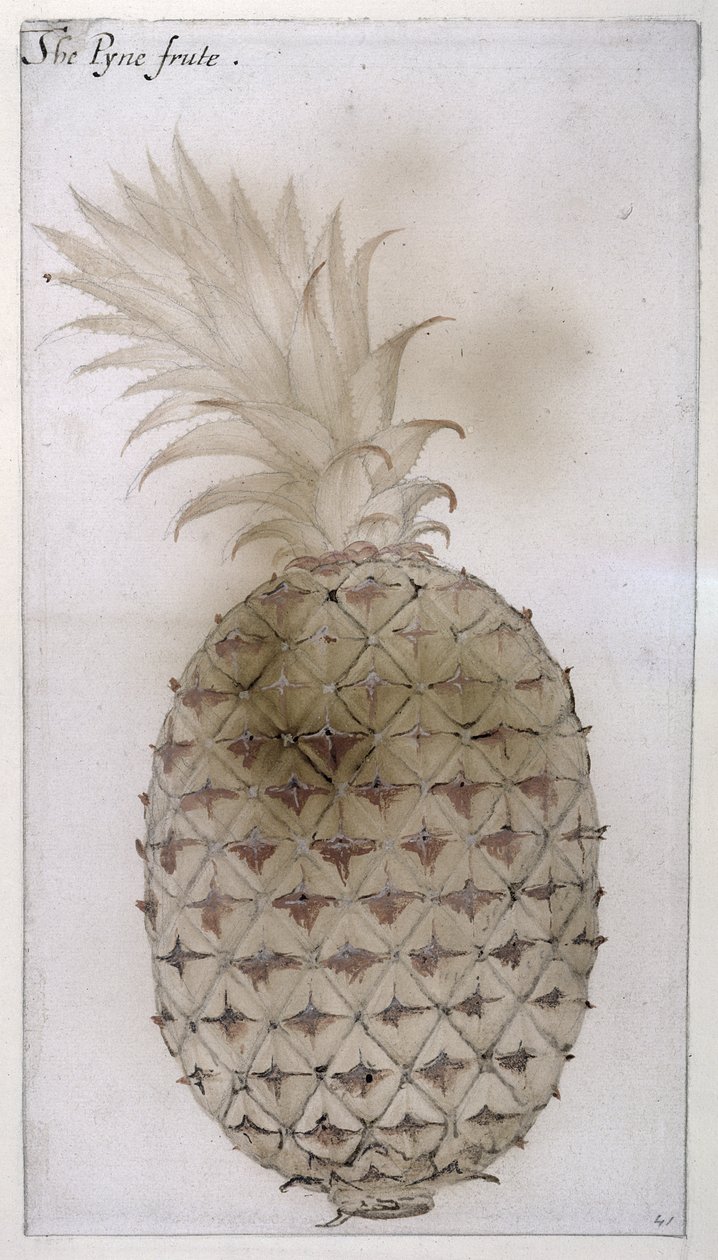 Ananas, (blyant, wc og kroppsfarge på papir) av John White
