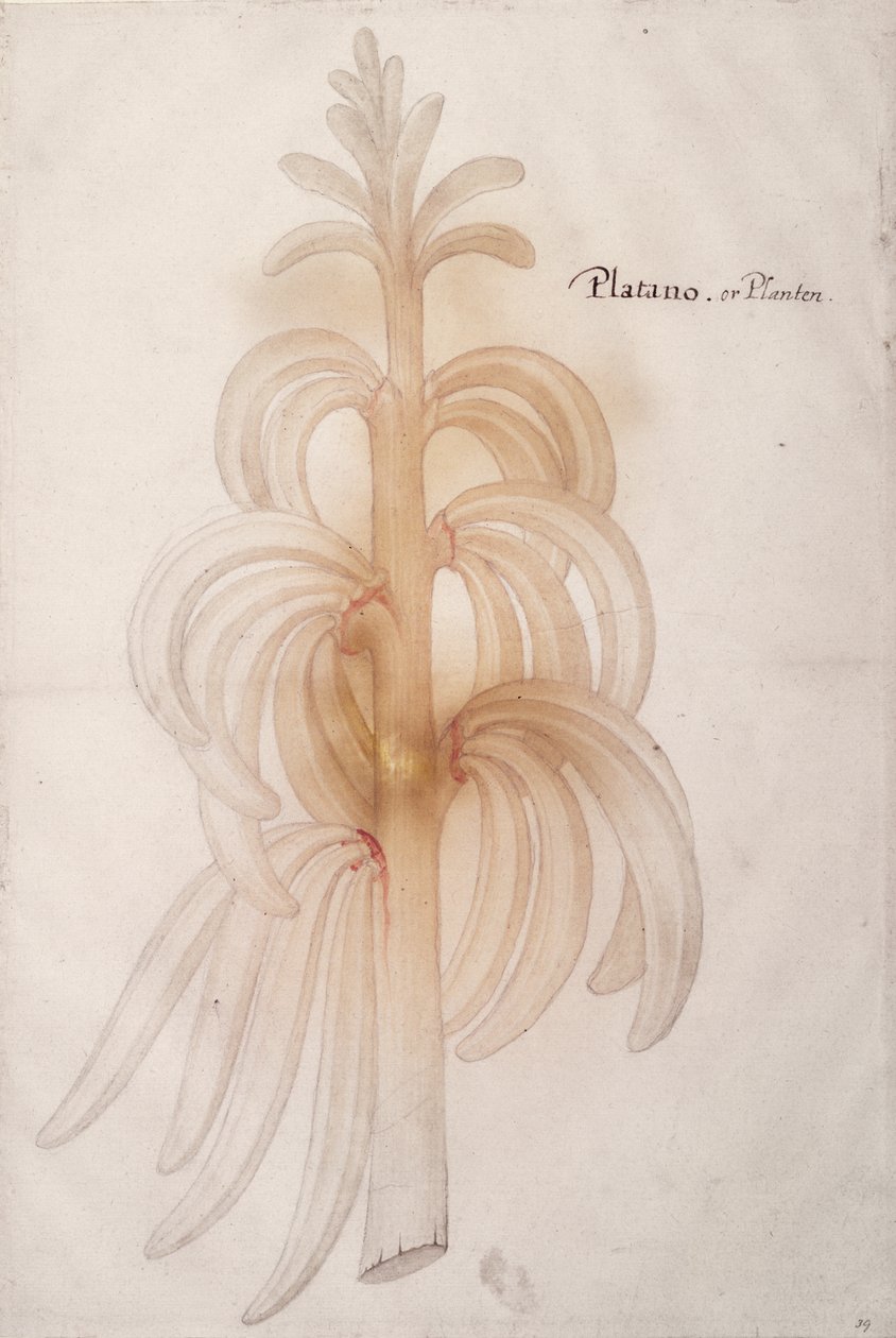 Groblad, ca. 1590 av John White