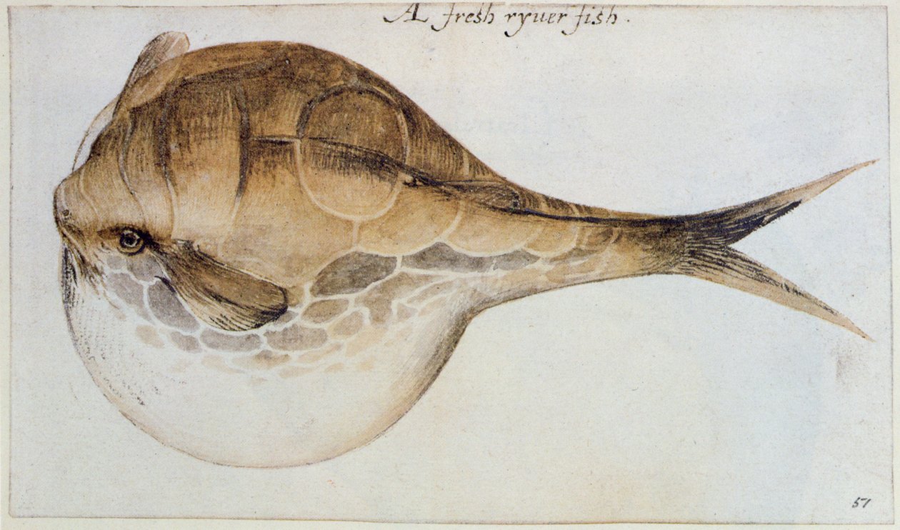 Puffer (litografi) av John White