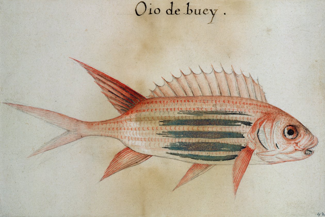 Ekornfisk eller Soldatfisk av John White