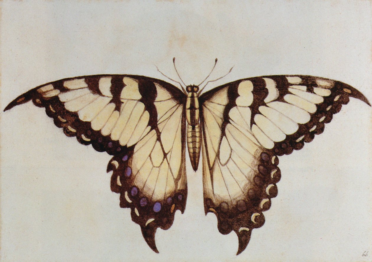 Svalehalesommerfugl (litografi) av John White