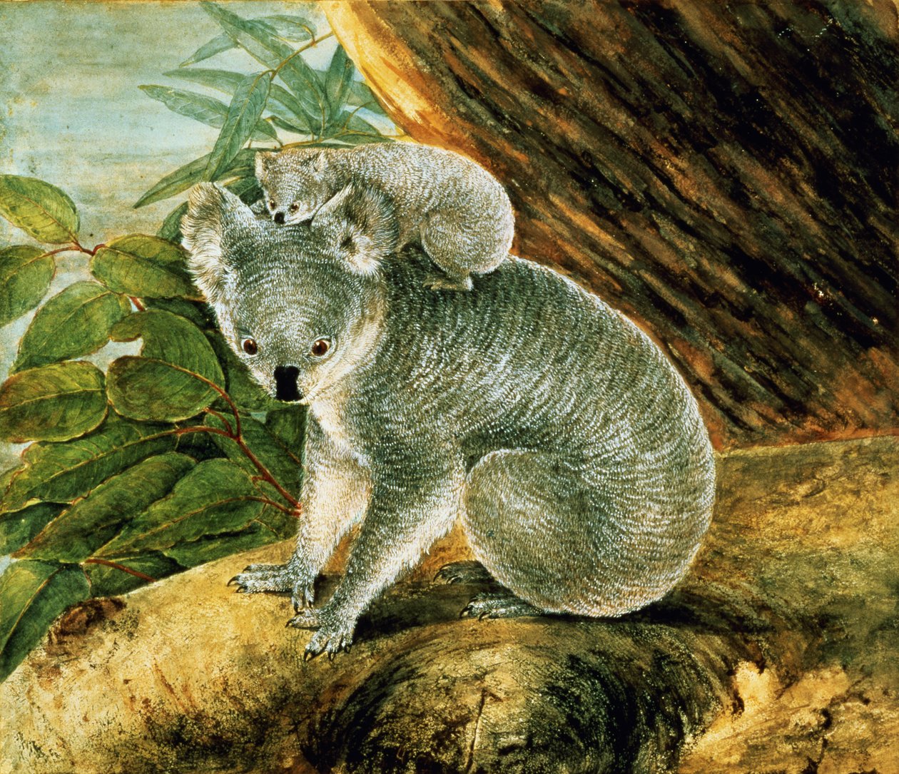 Koala og Young, 1803 av John William Lewin