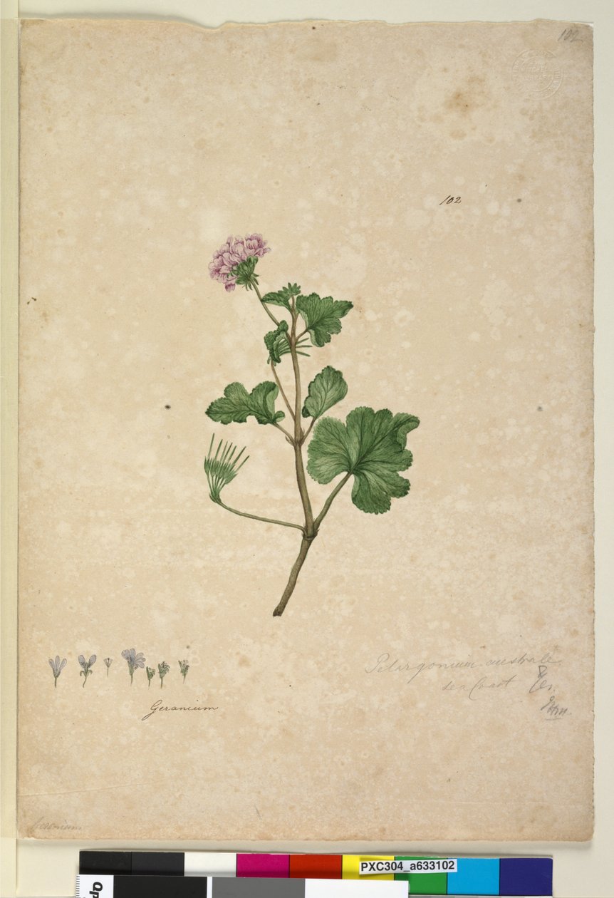 Side 102. Pelargonium australe, ca. 1803-06 (wc, penn, blekk og blyant) av John William Lewin