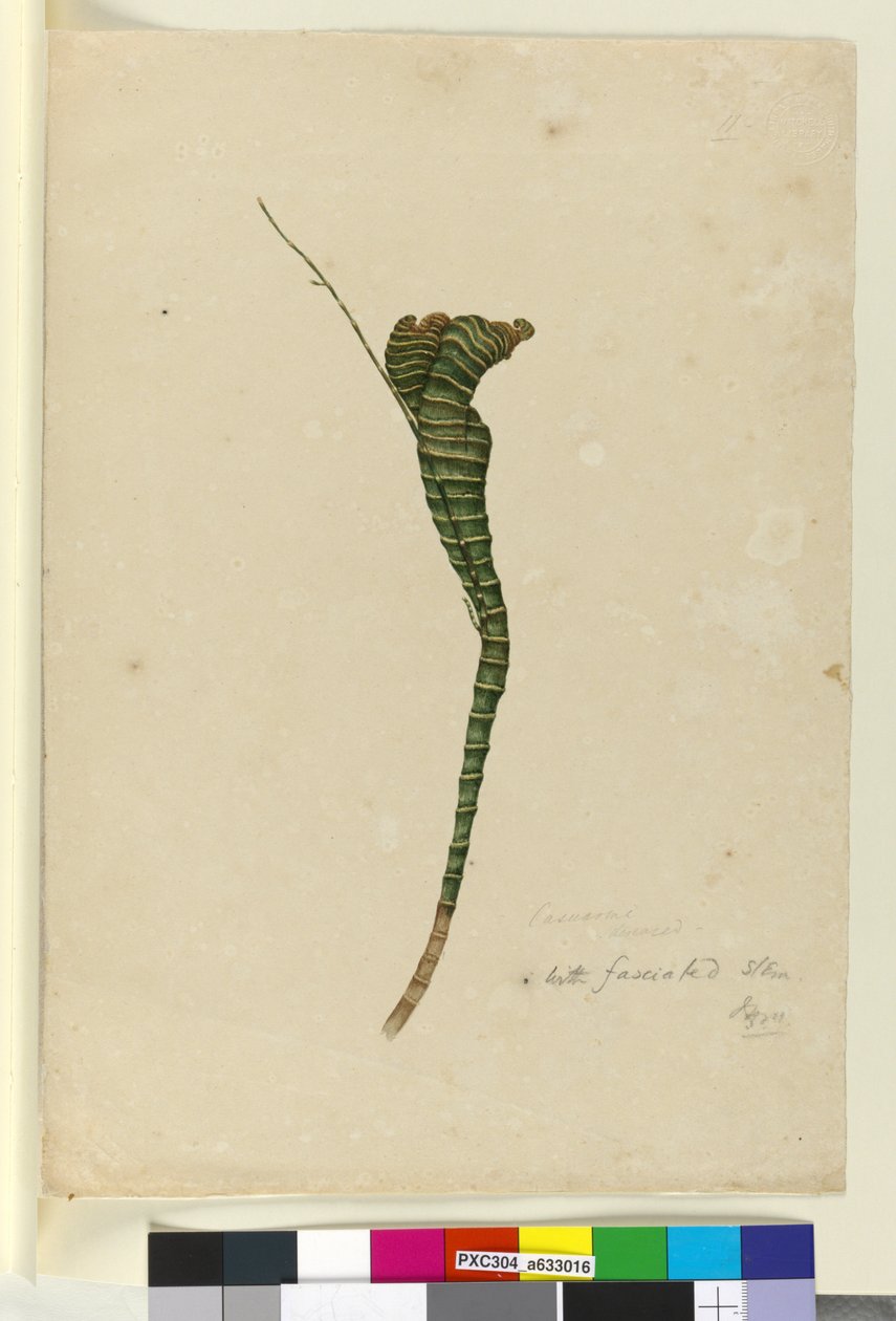 Side 11. Casuarina, ca. 1803-06 (wc, penn, blekk og blyant) av John William Lewin