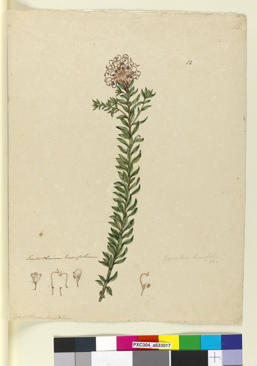 Side 12. Grevillea buxifolia, ca. 1803-06 (wc, penn, blekk og blyant) av John William Lewin