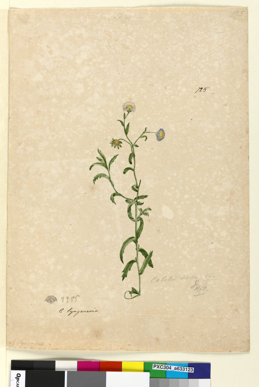 Side 125. Calotis dentex, ca. 1803-06 (wc, penn, blekk og blyant) av John William Lewin