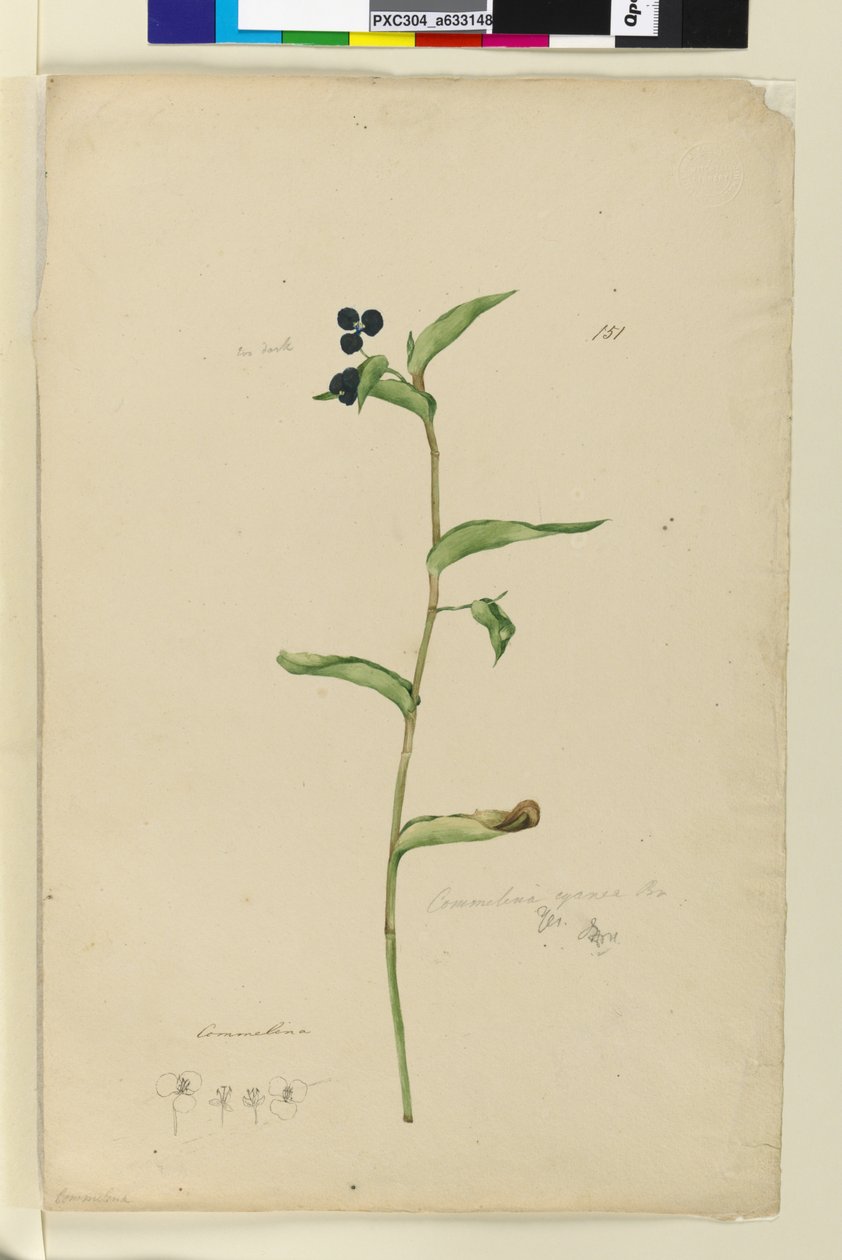 Side 151. Commelina cyanae, ca. 1803-06 (wc, penn, blekk og blyant) av John William Lewin