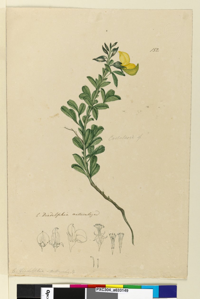 Side 152. C. Diadelphia naturalisert, ca. 1803-06 (wc, penn, blekk og blyant) av John William Lewin