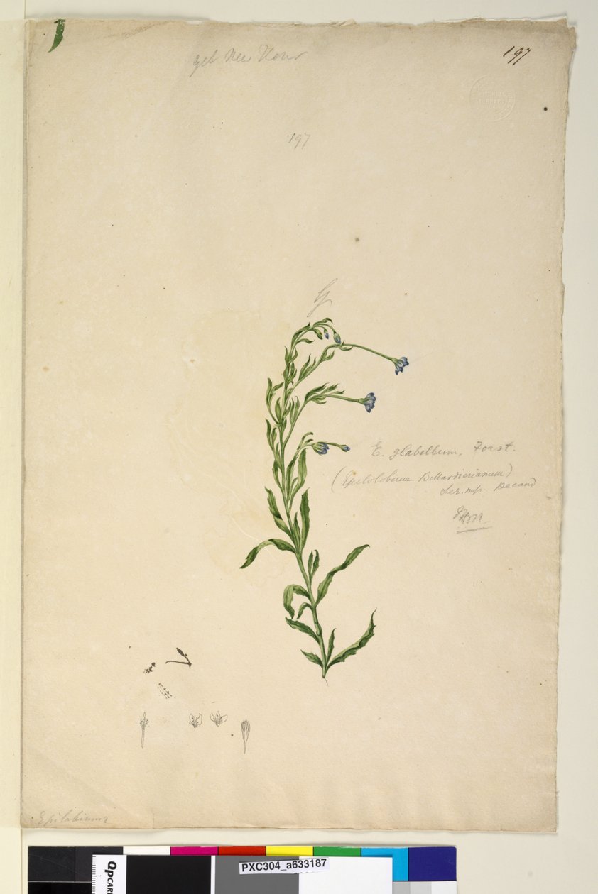 Side 197. Epilobium glabellum, ca. 1803-06 (wc, penn, blekk og blyant) av John William Lewin