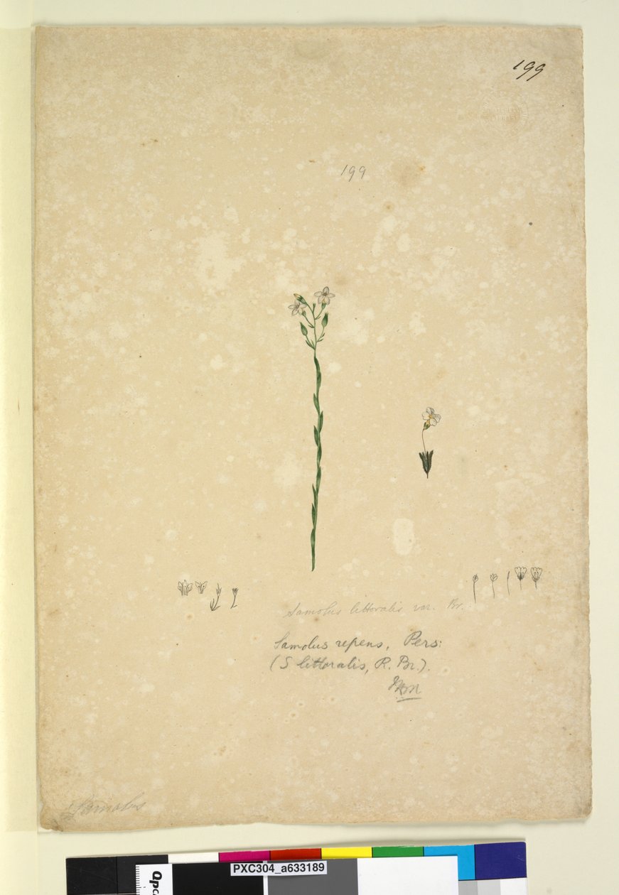 Side 199. Samolus repens, ca. 1803-06 (wc, penn, blekk og blyant) av John William Lewin