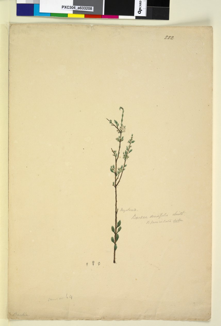 Side 222. Baeckea densifolia, ca. 1803-06 (wc, penn, blekk og blyant) av John William Lewin