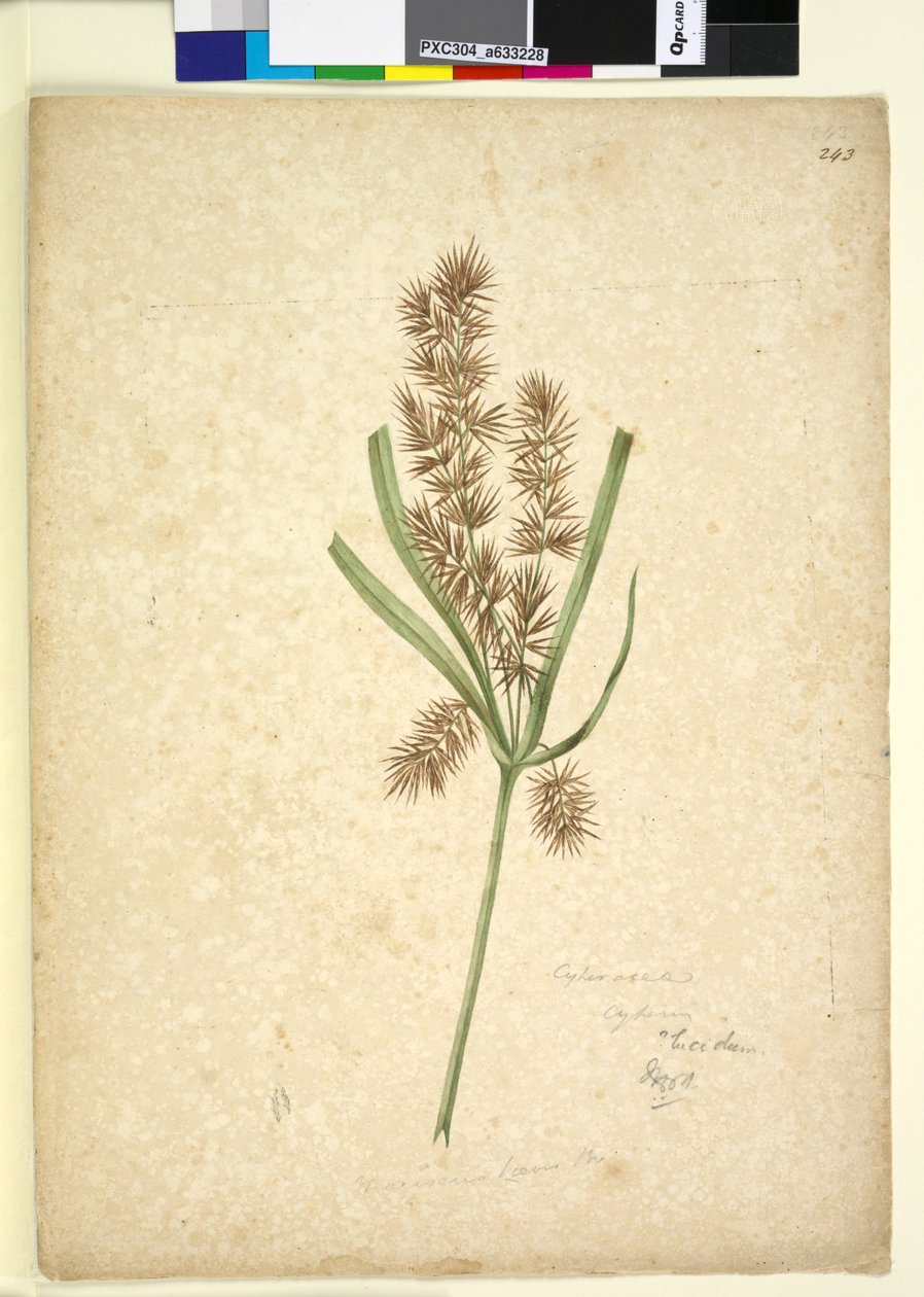 Side 243. Mariscus, ca. 1803-06 (wc, penn, blekk og blyant) av John William Lewin