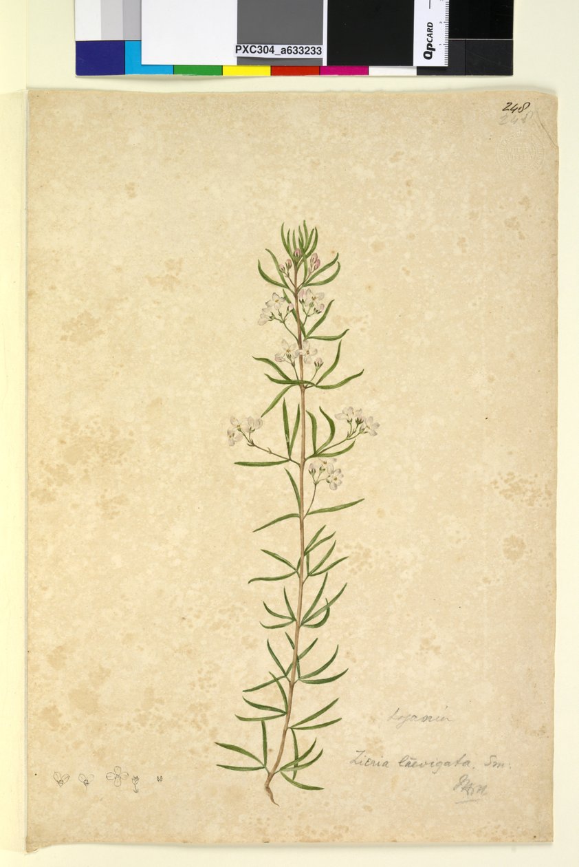 Side 248. Zieria laevigata, ca. 1803-06 (wc, penn, blekk og blyant) av John William Lewin