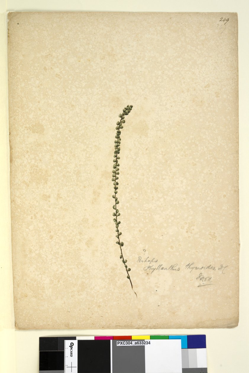 Side 249. Kanskje Phyllanthus thymoides, ca. 1803-06 (wc, penn, blekk og blyant) av John William Lewin