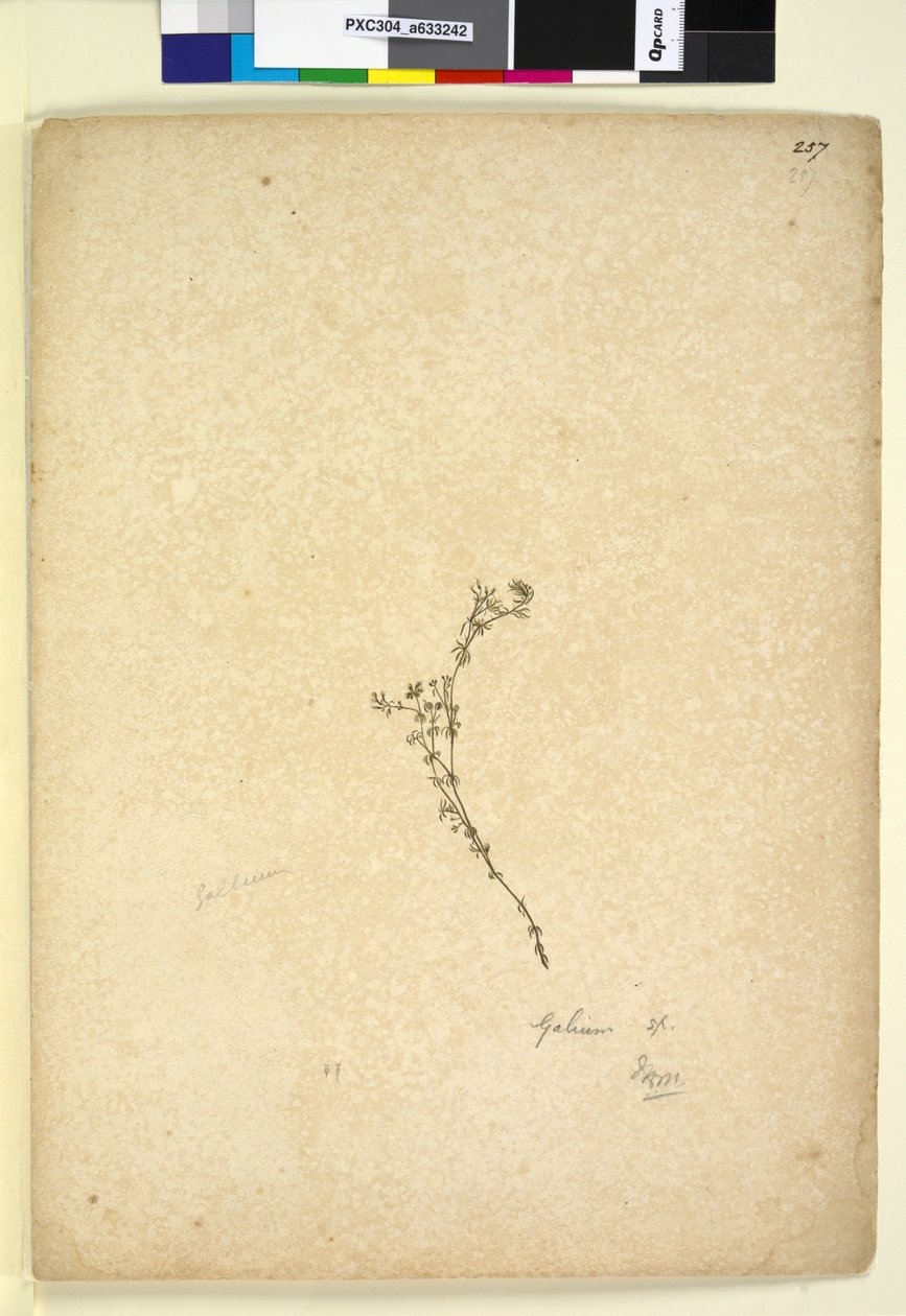 Side 257. Galium sp., ca. 1803-06 (wc, penn, blekk og blyant) av John William Lewin