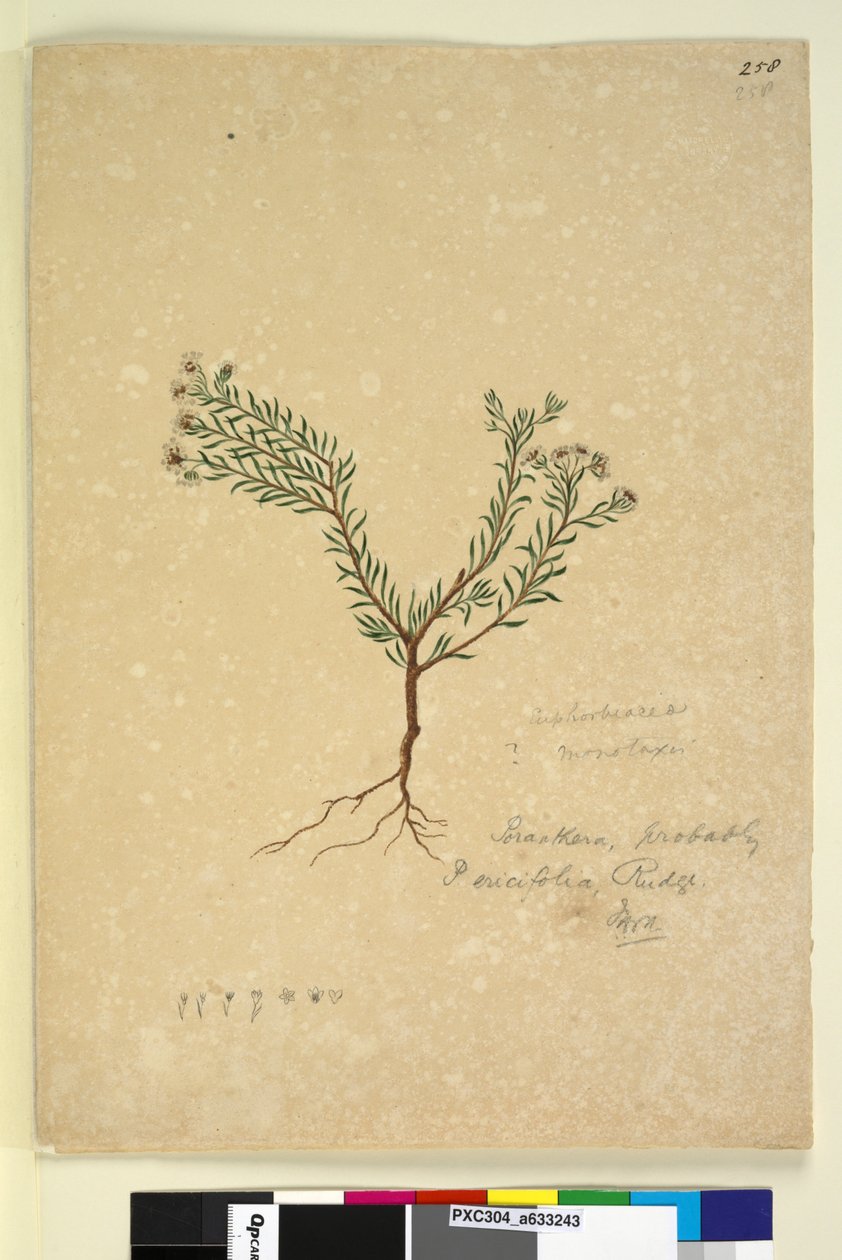 Side 258. Poranthera ericifolia, ca. 1803-06 (wc, penn, blekk og blyant) av John William Lewin