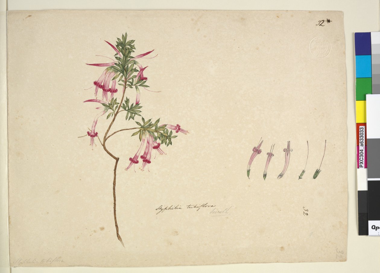 Side 32. Styphelia tubiflora, ca. 1803-06 (wc, penn, blekk og blyant) av John William Lewin