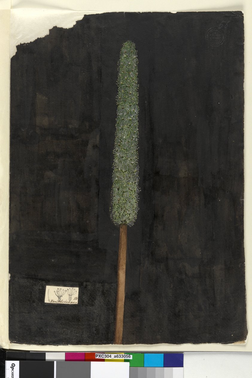 Side 56. Xanthorrhoea, ca. 1803-06 (wc, penn, blekk og blyant) av John William Lewin