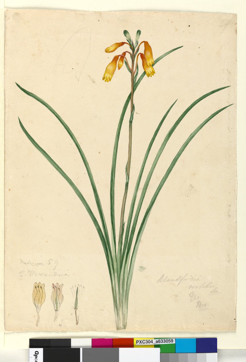 Side 59. Blandfordia nobilis, ca. 1803-06 (wc, penn, blekk og blyant) av John William Lewin