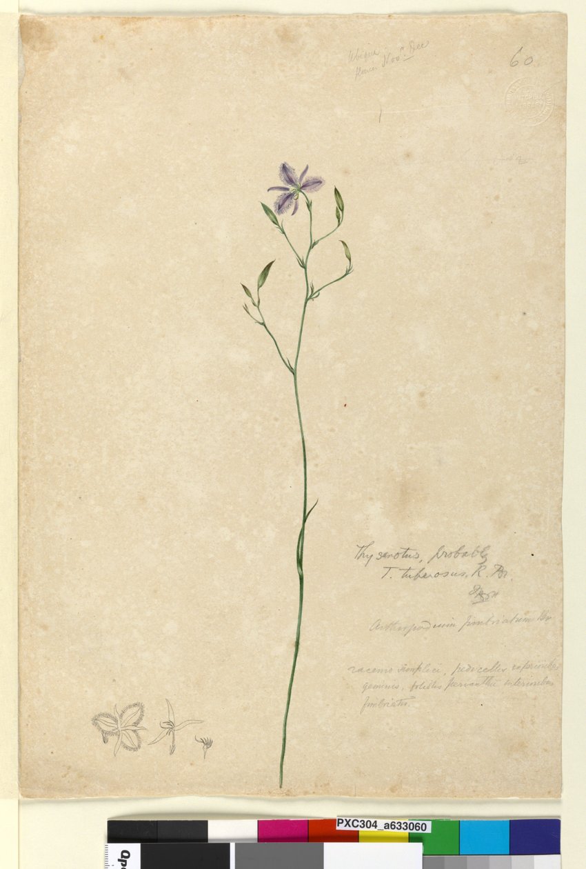 Side 60. Thysanotus tuberosus, ca. 1803-06 (wc, penn, blekk og blyant) av John William Lewin