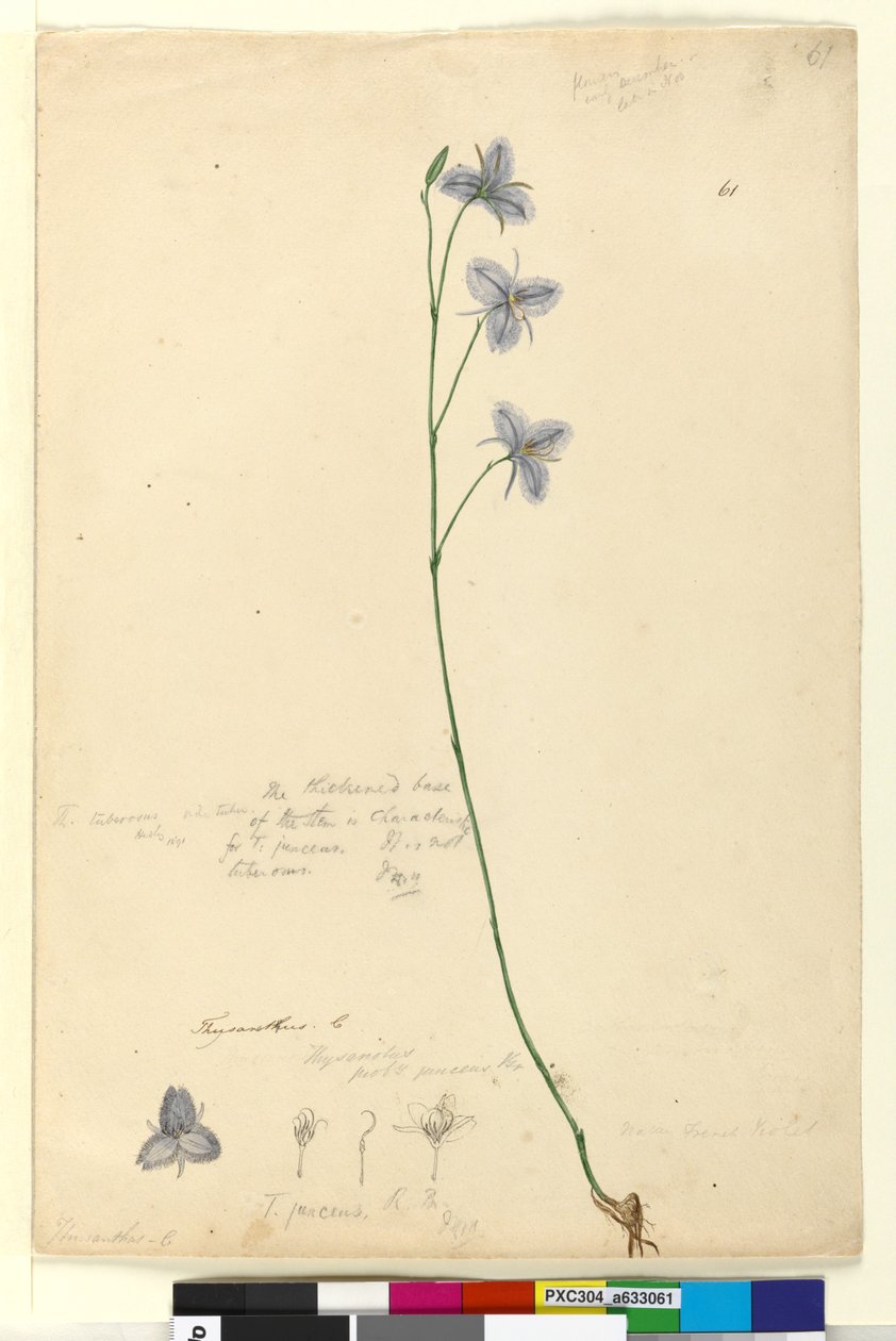 Side 61. Thysanotus, ca. 1803-06 (wc, penn, blekk og blyant) av John William Lewin