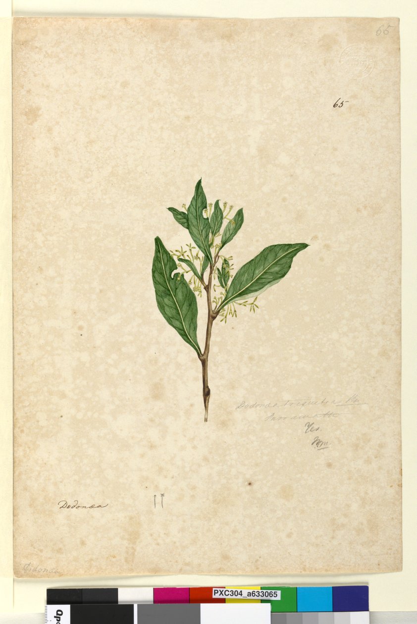 Side 65. Dodonaea triquetra, ca. 1803-06 (wc, penn, blekk og blyant) av John William Lewin