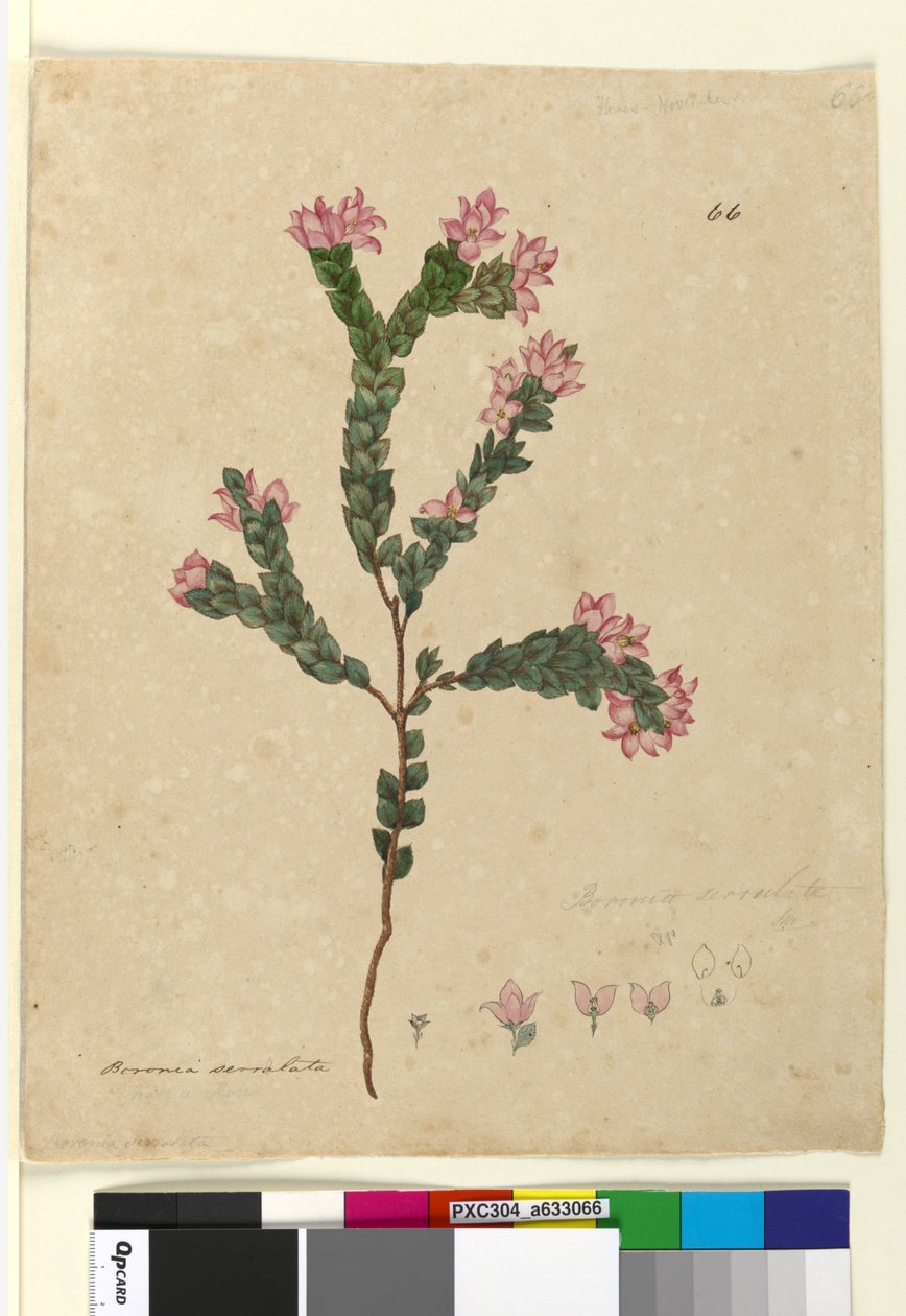 Side 66. Boronia serrulata, ca. 1803-06 (wc, penn, blekk og blyant) av John William Lewin