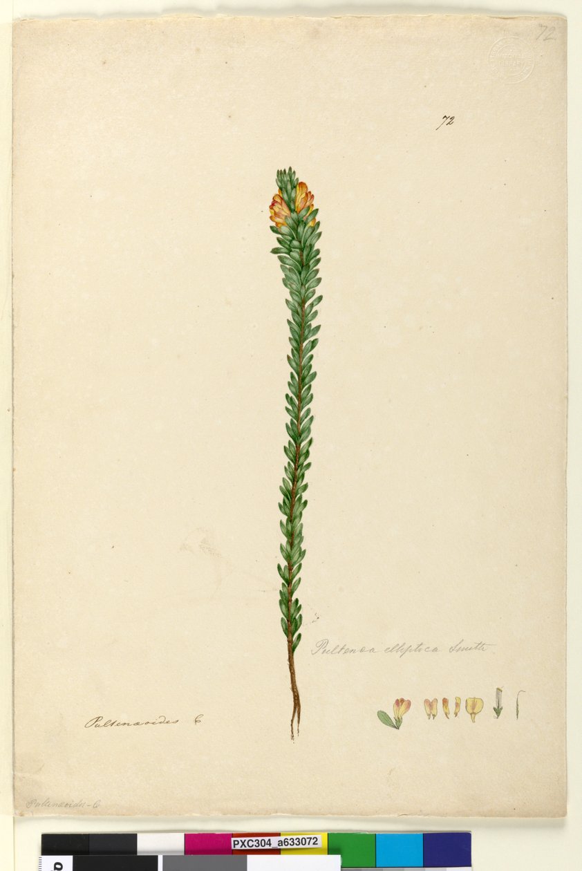 Side 72. Pultenaea elliptica, ca. 1803-06 (wc, penn, blekk og blyant) av John William Lewin