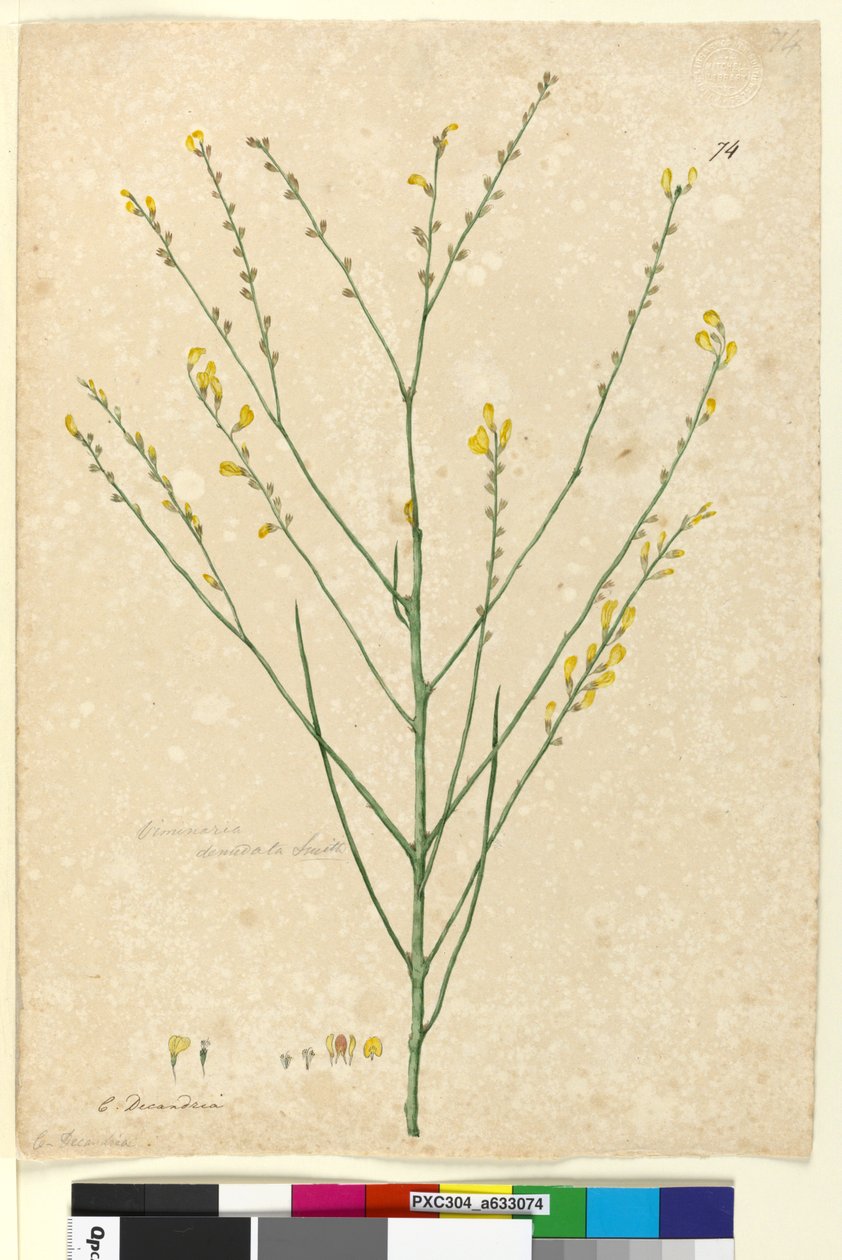 Side 74. Viminaria denudata, c.1803-06 (wc, penn, blekk og blyant) av John William Lewin