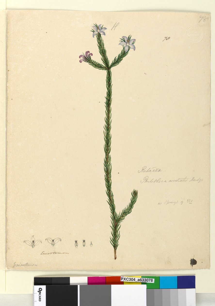 Side 78. Philotheca australis, ca. 1803-06 (wc, penn, blekk og blyant) av John William Lewin