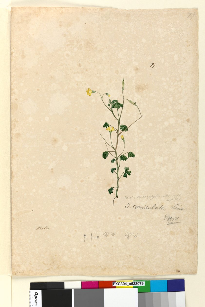 Side 79. Oxalis corniculata, ca. 1803-06 (wc, penn, blekk og blyant) av John William Lewin