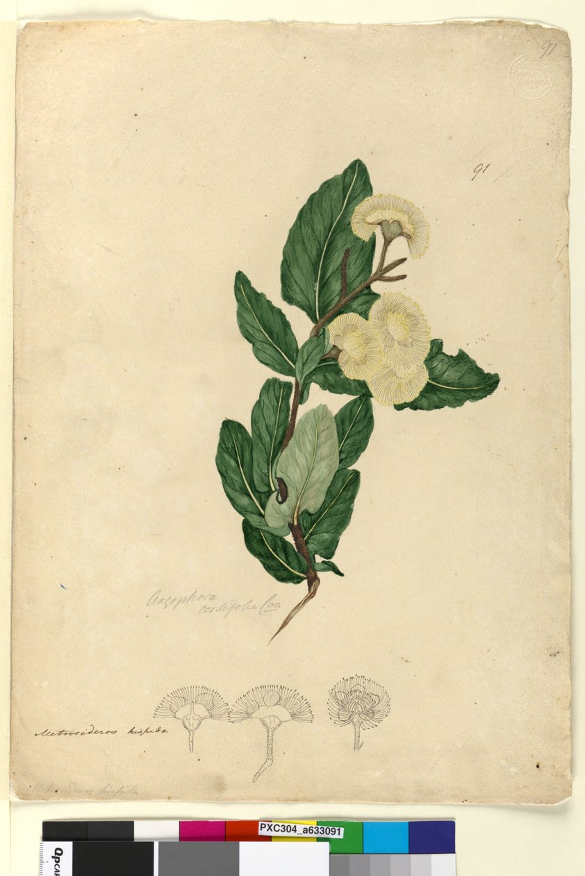 Side 91. Angophora cordifolia, ca. 1803-06 (wc, penn, blekk og blyant) av John William Lewin