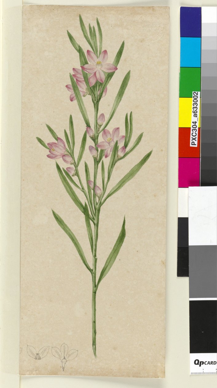 Uidentifisert plante, ca. 1803-06 (wc, penn, blekk og blyant) av John William Lewin