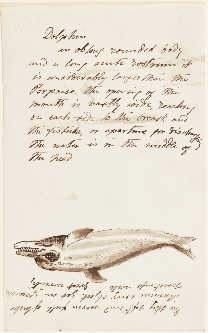 Dolphin (blekk og penn og blekk på papir) av John Wilson Carmichael