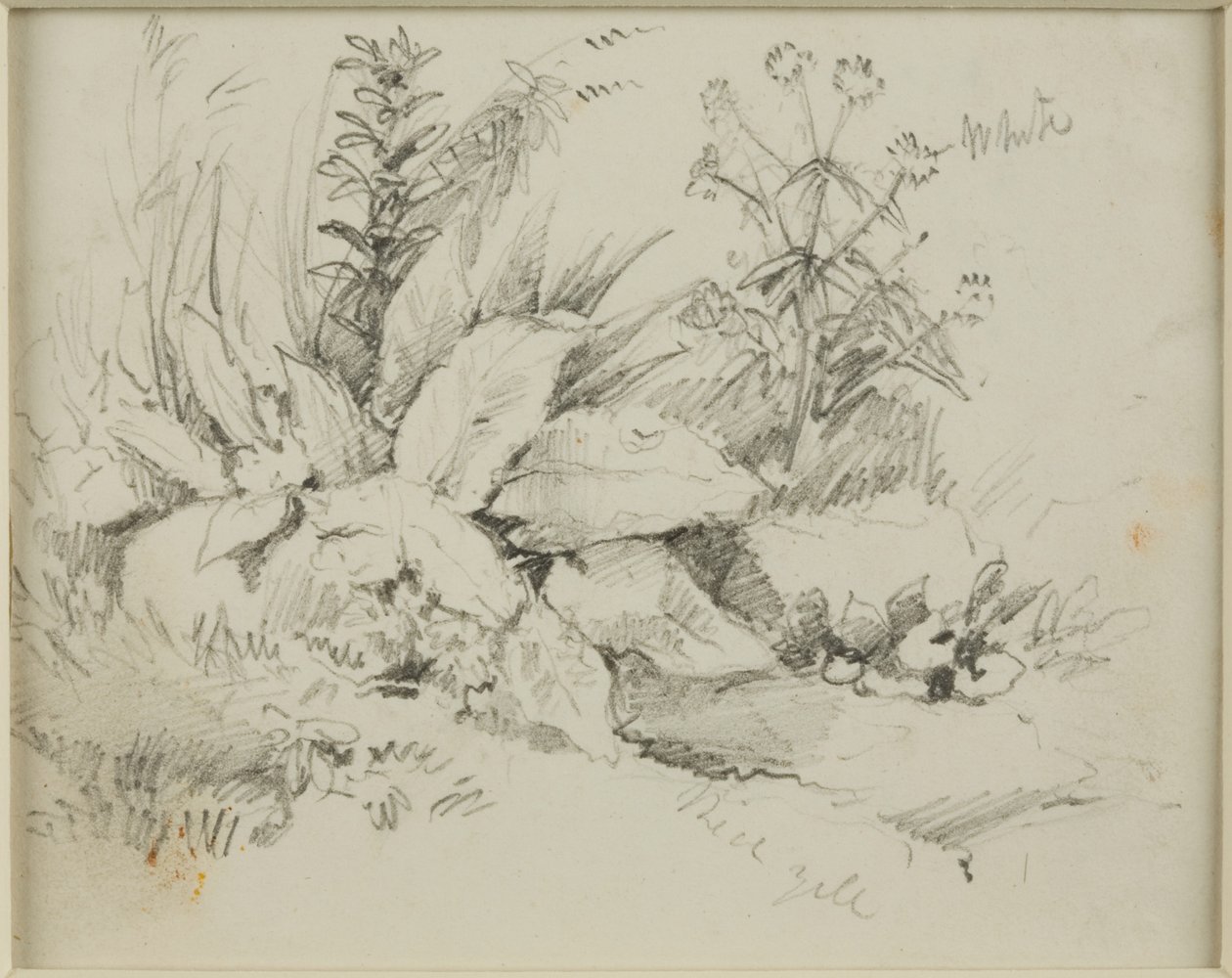 Naturstudie av John Wilson Carmichael